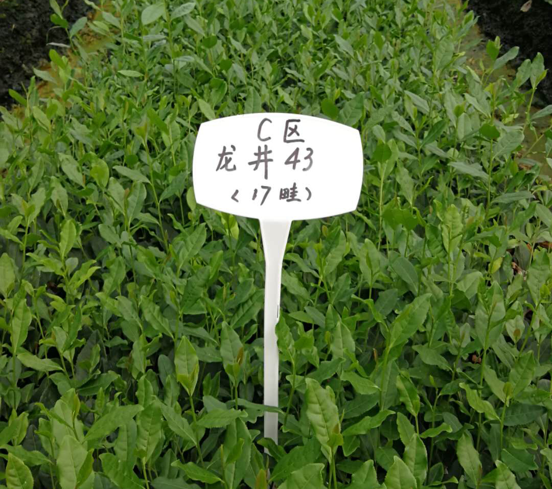 雨量對茶葉的影響？